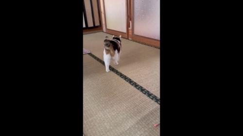 後ろ姿(左足が後ろ)