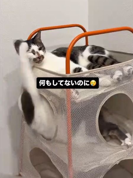 上段に横たわり右目を閉じる猫と下段から前足を伸ばす猫