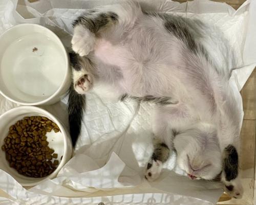 ごはんの入った皿の近くでお腹を出して眠る子猫