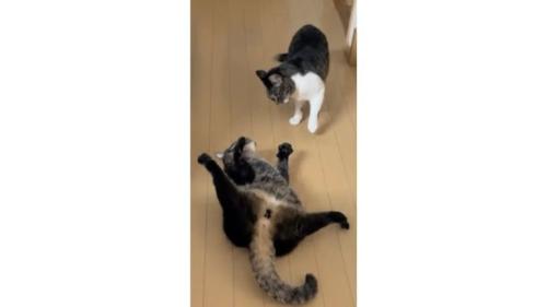 室内にいる猫たち