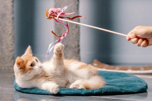 おもちゃで遊ぶ猫