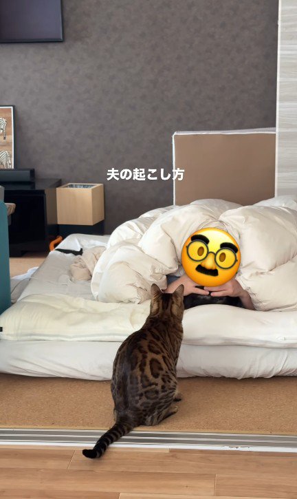 猫と布団の中の飼い主