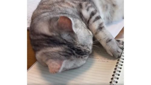 ノート上の猫