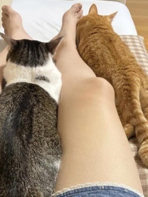 娘の右足が動かないようぴったりと2匹ではさみこんで座っている様子