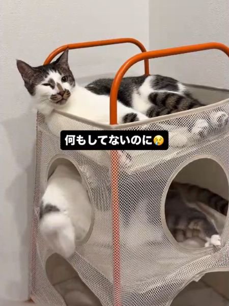 目を細める上段の猫と前足を下向きに伸ばす下段の猫