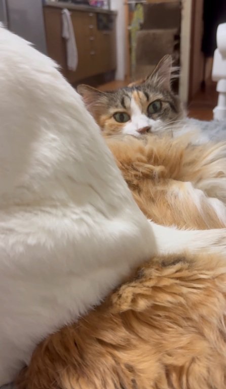 虚無顔の猫