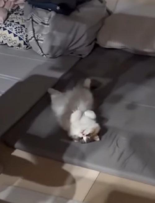 寝転がる猫
