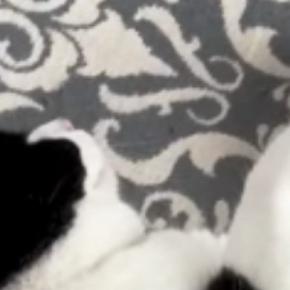 床で気持ちよさそうに眠っていた猫→隣を見ると『ぬいぐるみ』が置いてあって…あまりにも可愛すぎる瞬間に「最高w」「お見事w」と反響