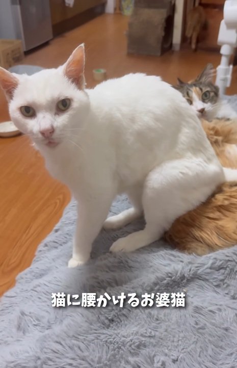 猫に座る猫