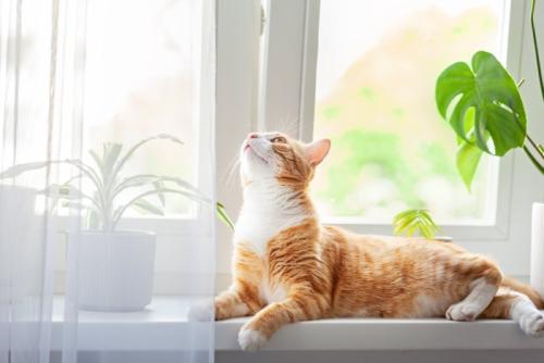窓辺でくつろぐ猫