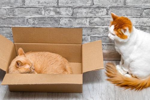ダンボールに入るのを羨ましそうに見つめる猫