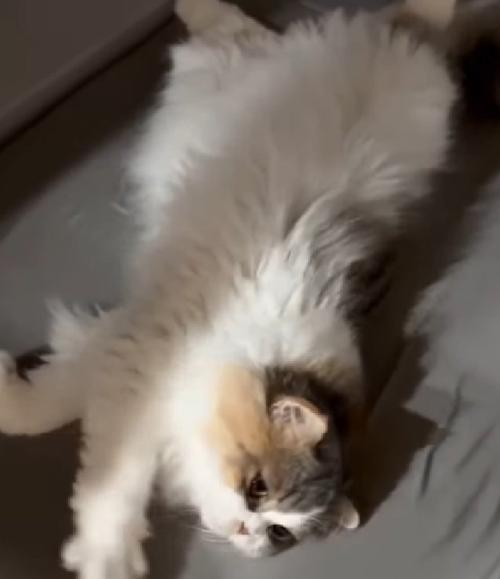 ゴロゴロする猫