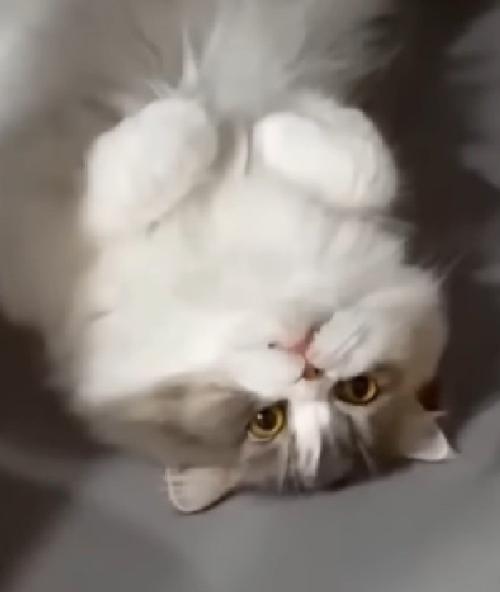 虚無顔の猫