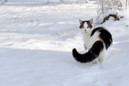 しっぽを膨らませる雪の日の猫