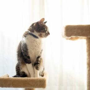 猫が人を『高い所から見下ろしたがる』5つの理由 どんな意味があるの?意外な心理をご紹介