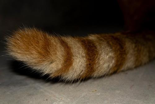 猫のしっぽのクローズアップ