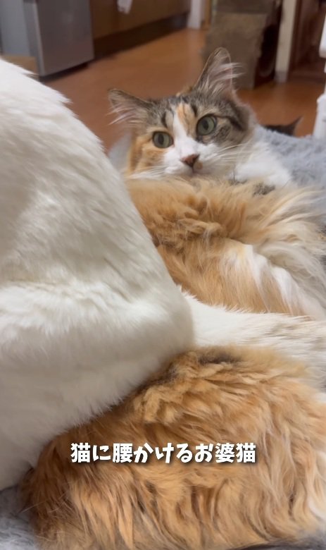 驚く猫