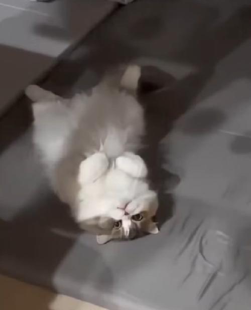 へそ天する猫