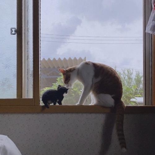 窓枠に登った子猫と成猫