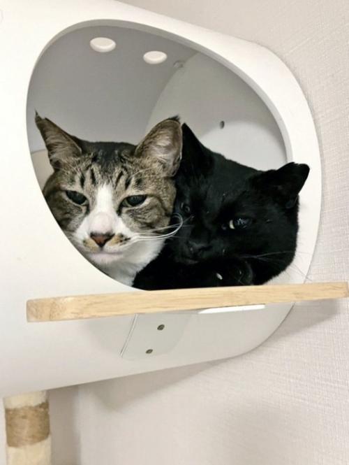 キャットハウスの中に一緒に入っているキジ白猫と黒猫