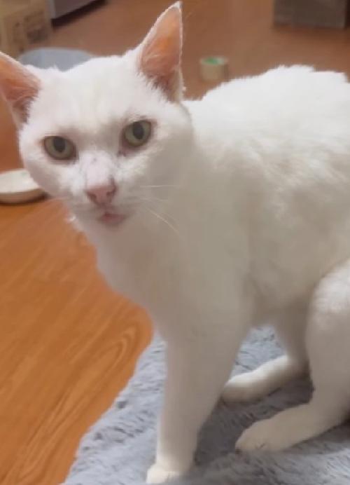 腰を下ろす猫