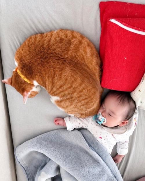 赤ちゃんの隣に寄り添う猫さん