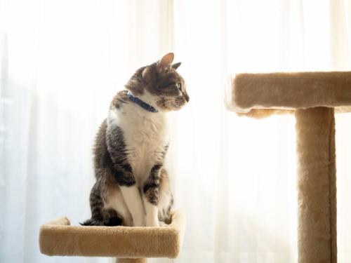 キャットタワーの上でくつろぐ猫