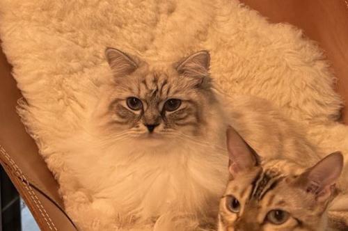 椅子に座って飼い主を見つめるサイベリアン