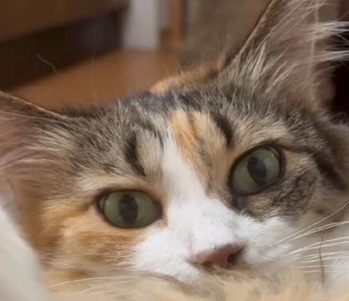 助けを求める猫