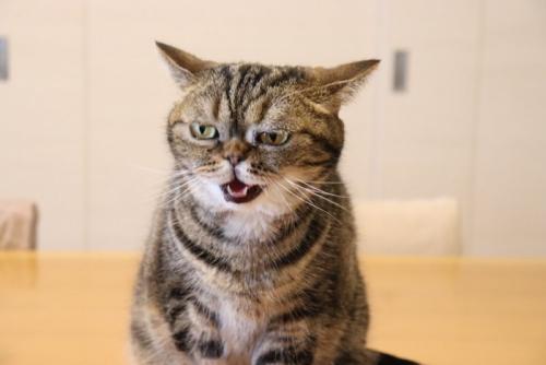 イカ耳する猫