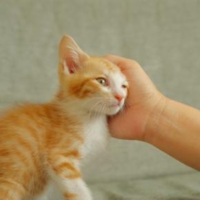 遠慮がちな猫が『甘えたい』ときにみせるサイン3つ 気付いてあげるコツや上手な接し方