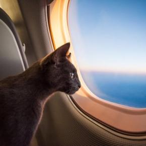 「猫と一緒にフライトを楽しみたい!」インドで広がるペット同伴の飛行機旅行