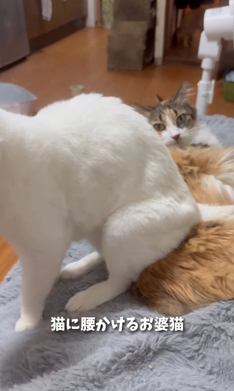 困惑する猫
