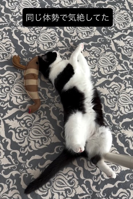 眠る猫