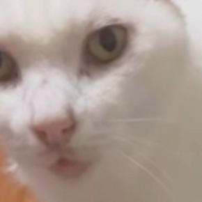 『クッションだと思ってる？』→シニア猫の『お尻の下』を見ると…まさかの光景に「やばい吹いたｗ」「おばぁ強いｗ」と爆笑の声続出