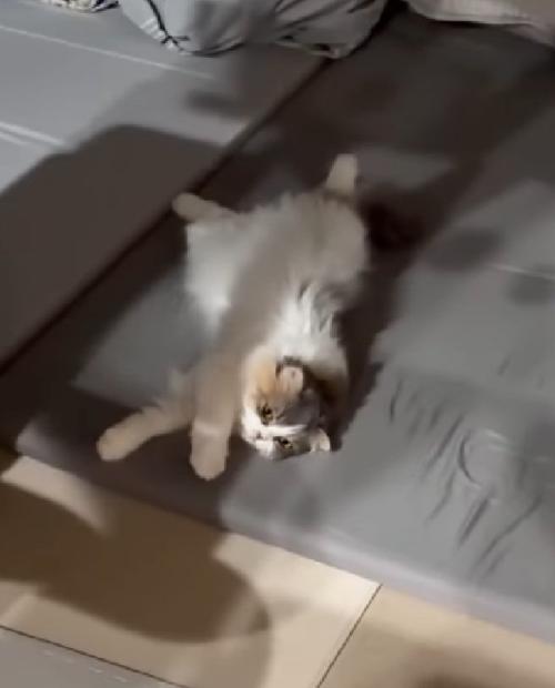 伸びをする猫