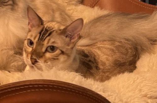 サイベリアンと一緒に椅子の上から飼い主を見つめるベンガル猫