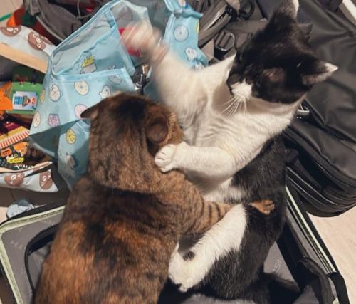 猫パンチを繰り出す猫としがみつく猫