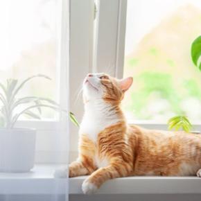 猫は『留守番が得意』なのは本当なの?家を出る前にチェックしておくべきこと3つ