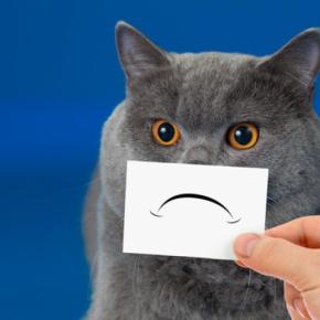 猫の心を傷つけている飼い主の『裏切り行為』4つ すぐに見直すべき理由や起こりうるトラブル