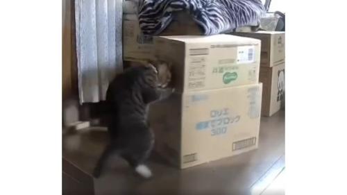 猫と段ボール