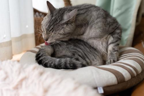 しっぽを舐める猫