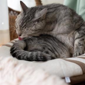 猫が『なでられた場所を舐める』ときの理由4つ 触られたくなかったの?行動に隠された意味を解説