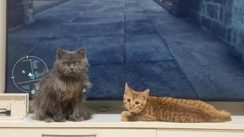 テレビの前に座る2匹の猫