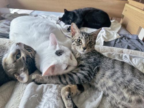 寝そべっている白猫の首に前足を伸ばすキジトラ猫
