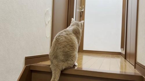 ドアの前で待機する猫