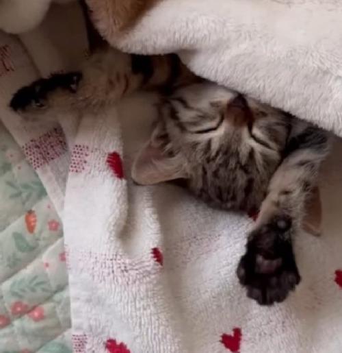 バンザイして寝る猫
