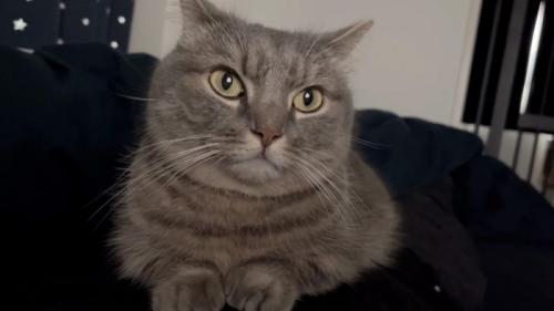 寄り添う猫