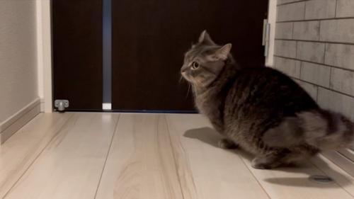 探す猫