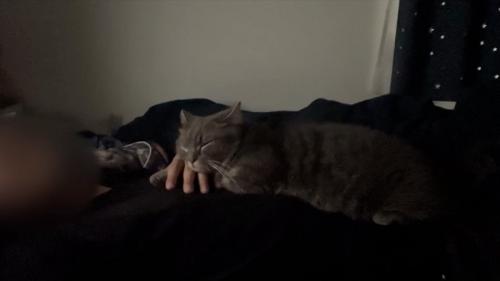 寝る猫